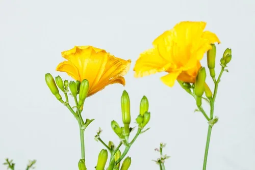 Vista 7 de Stella DE'ORO Daylily - Tamaño: 1 galón, planta viva, incluye fertilizante de mezcla especial y guía de plantación