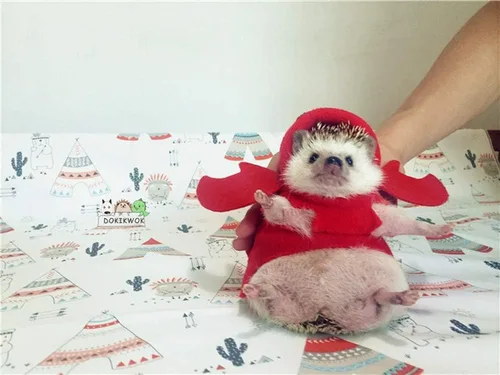 Vista 4 de Ropa de erizo, disfraz de langosta para animales pequeños, material de vellón polar, sudadera con capucha hecha a mano, accesorios de disfraz