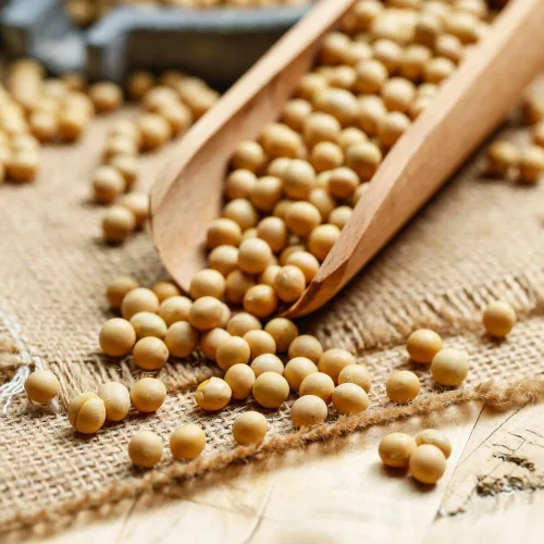 Vista 5 de Frijoles de soja enteros, soja amarilla seca seca ideal para hacer leche de soja y tofu, Dau Nanh 12 oz (340 g)