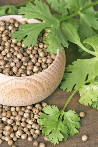 Vista 5 de Cilantro (perejil chino Dhania) Vegetal sin OMG para plantar 500 semillas