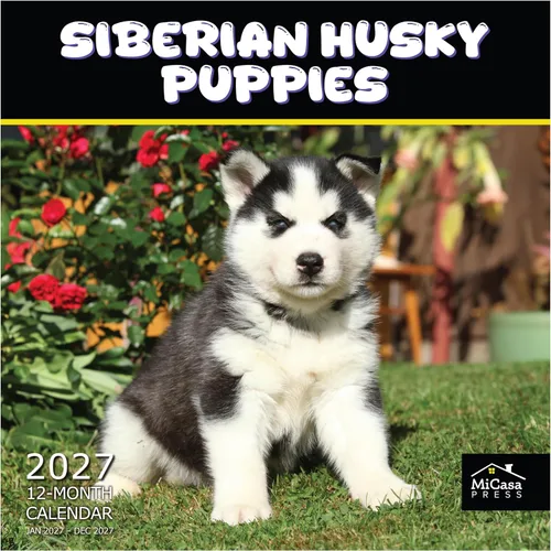 Vista 61 de MICASA PRESS Calendario de pared de Australian Shepherds Aussies 2027 02 - Pastores australianos