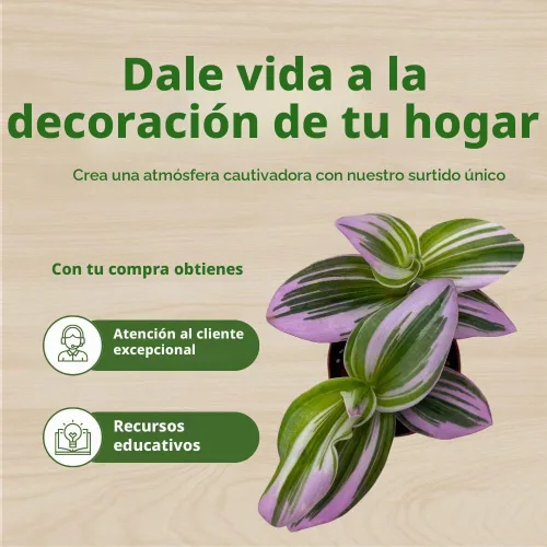 Vista 6 de BubbleBlooms Pink Tradescantia Nanouk, judío errante abigarrado, rara planta pequeña de 2 pulgadas