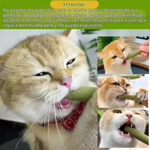 Vista 7 de Palitos de dentición de hierba natural para gatos, palillo masticable para eliminar bolas de pelo