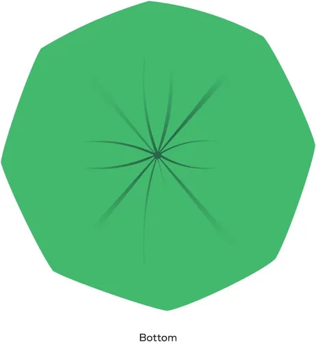 Vista 8 de BioBag (USA) The Original Compostable Bag, 39 galones, 120 unidades, bolsas de basura compostables 100% certificadas para residuos de alimentos