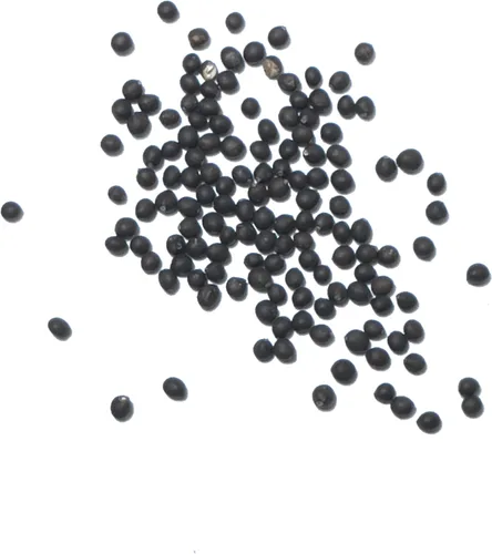 Vista 6 de Seed Needs Semillas de salvia para plantar hierbas de hoja ancha, semillas de hierbas culinarias sin OMG y sin tratar para plantar un jardín