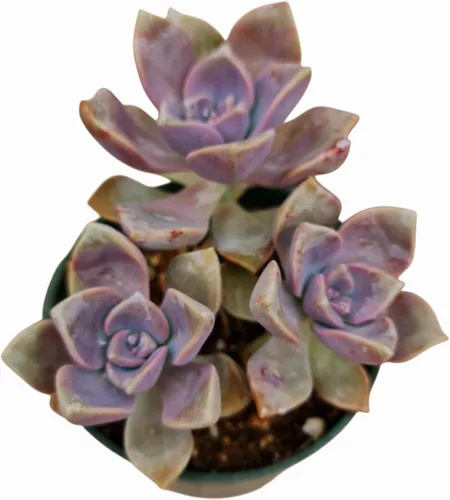 Vista 13 de Plantas de cactus suculentas vivas de USKC (maceta de 4 pulgadas) (Aptenia Cordifolia Variegata)