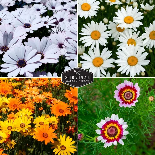 Vista 4 de Survival Garden Seeds Colección de semillas de margaritas para plantar, 4 paquetes, escamas africanas, capa, pintadas y margaritas Shasta, semillas