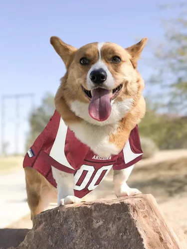 Vista 4 de Camiseta de los Arizona Cardinals de la NFL para Perro - Talla X-Small, Disfraz de Jersey de Fútbol para Perros y Gatos