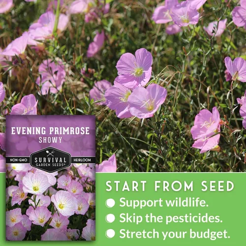 Vista 4 de Semillas de onagra mexicana para plantar, vistosas señoras de onagra (Oenothera speciosa), cubierta vegetal de flores silvestres rosas nativas