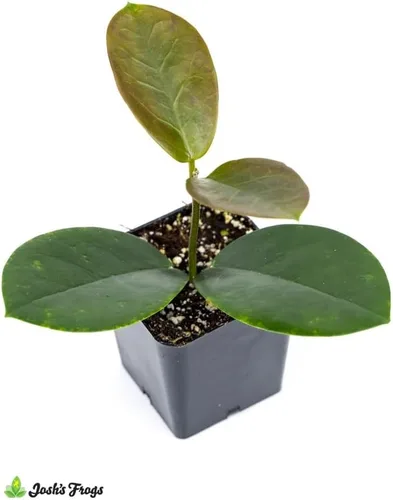 Vista 3 de Josh's Frogs Hoya - Planta de cera (flor de cera común)