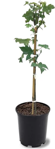 Vista 5 de American Plant Exchange Árbol de arce rojo grande de verano, maceta de 5 galones, 2-3 pies de alto, planta de jardín grande para exteriores