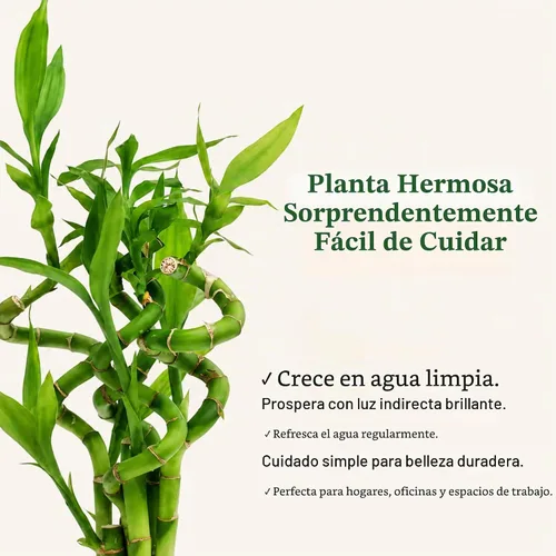 Vista 4 de Planta viva de bambú de la suerte, planta de interior de bambú rizado, Dracaena Sanderiana