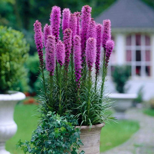 Vista 5 de Semillas Pink Blazing Star/Liatris/Flores perennes