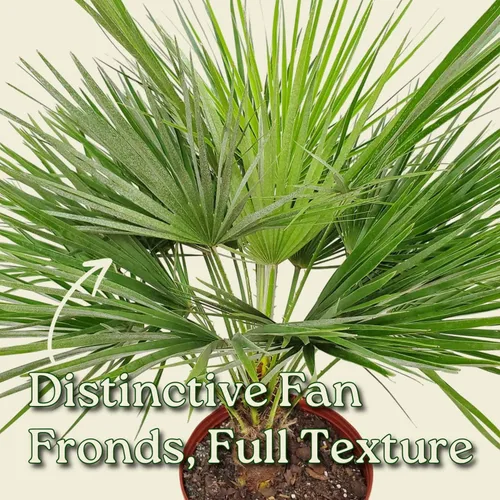 Vista 2 de European Fan Palm - Tropical Plants of Florida - Planta de palmera viva, altura total de 30 a 36 pulgadas (solo planta)