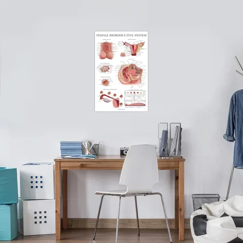 Vista 5 de Palace Learning Paquete de 2 gráficos anatómicos del sistema reproductivo masculino y femenino, juego de carteles de anatomía masculina y femenina
