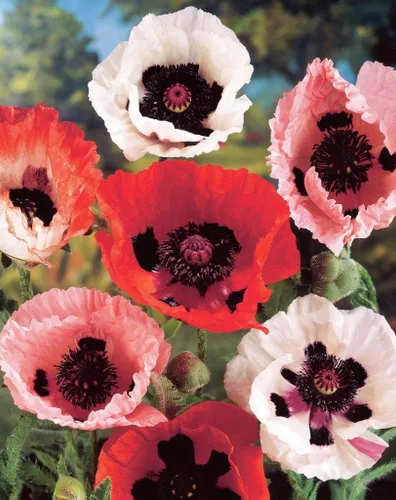 Vista 2 de Semillas Oriental Poppy Papaver Mix - Flores perennes para plantar - Sin OMG