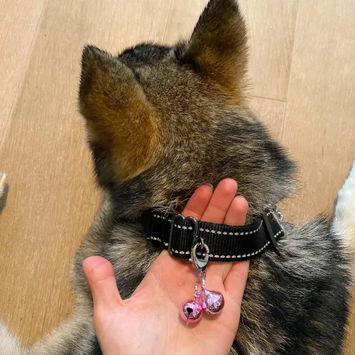 Vista 3 de 4 juegos de campanas de gato para collar de perro, accesorios colgantes de entrenamiento para mascotas con 2 clips de acero inoxidable para placa