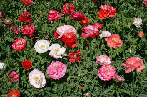 Vista 7 de 1000 Semillas Oriental Amapola Papaver Mezcla Flores Perennes Sin OGM