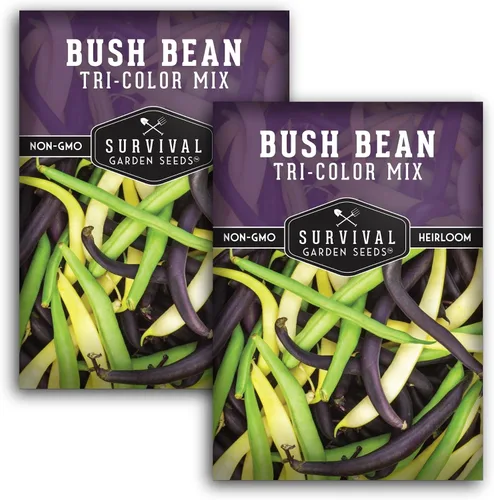 Vista 10 de Semillas de frijol arbusto de mezcla tricolor para plantar, mezcla de frijoles verdes, amarillos y morados con vainas sin cuerdas, 3 variedades