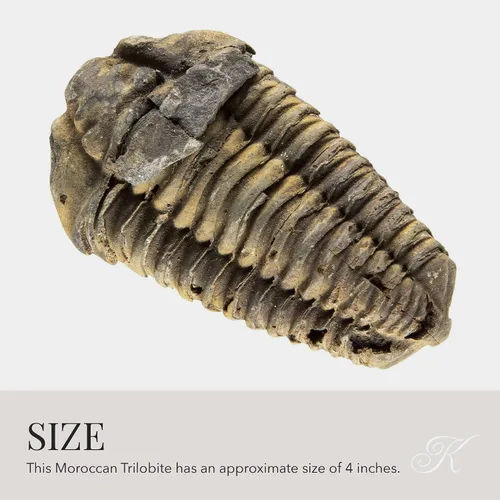 Vista 4 de KALIFANO Auténtico fósil de trilobite grande de artrópodo Calymene de Marruecos - Trilobita marina/Calymene para colecciones de fósiles y fines
