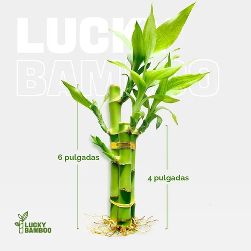 Vista 2 de 3 tallos de plantas de bambú de la suerte en interior con vida - Set de múltiples alturas (2x4 & 1x6) para buena suerte y prosperidad - Planta