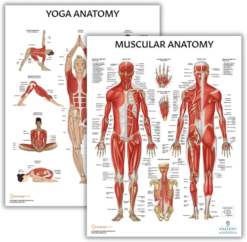 Vista 9 de Anatomy Lab Tabla anatómica del sistema muscular, laminado, 17.3 x 22.5 pulgadas, diagrama de los músculos, carteles médicos, póster del sistema