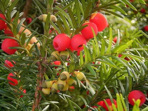 Vista 17 de Semillas de frutas para plantar - Semillas de frutas de jardín (caqui americano - 10 semillas)
