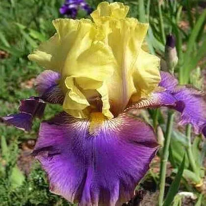 Vista 5 de 35 semillas de iris raras de colores mixtos, colores impresionantes para tu jardín, variedades poco comunes