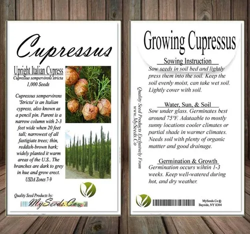 Vista 6 de Cupressus sempervirens stricta (ciprés italiano vertical), hoja perenne, grisáceo, follaje verde, pequeños conos marrones redondos, elige