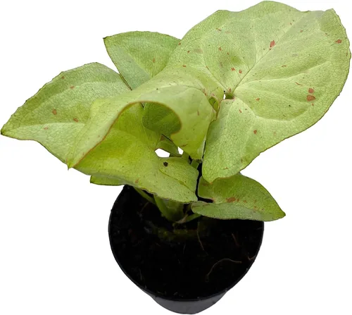 Vista 4 de BubbleBlooms Confeti Syngonium, en una maceta de 2 pulgadas Mini Pixie