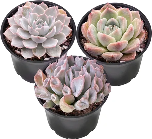 Vista 9 de Sprout N Green Colección de suculentas coloridas, 3 plantas suculentas vivas totalmente enraizadas en maceta de inicio de 2 pulgadas, decoración