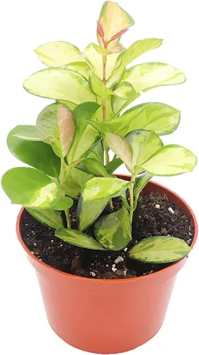 Vista 8 de Hoya Crimson Princess - 6'' de California Tropicals