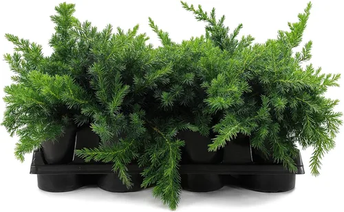 Vista 10 de Blue Pacific Shore Juniper Planta de tamaño de 1 galón vivo Juniperus Conferta Evergreen resistente al frío tolerante a la sequía