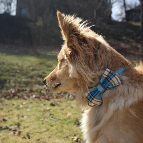 Vista 189 de Lionet Paws Collar de perro de Halloween con corbatín, bonito collar de algodón ajustable con hebilla de metal para perros pequeños, medianos y A