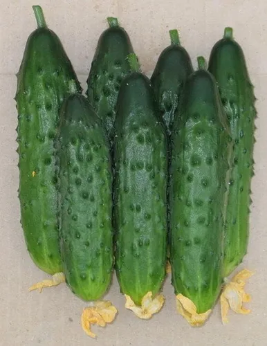 Vista 4 de Semillas de pepino autopolinizador de interior Firm Secret F1 Hybrid Vegetal para plantar sin OMG - Tiempo de cosecha 55 días