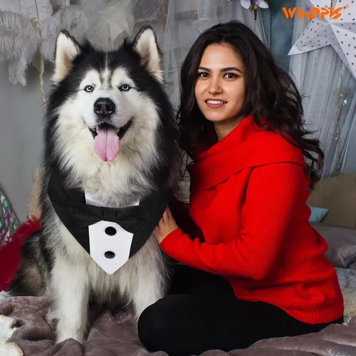 Vista 4 de Collar tipo bandana de esmoquin con pajarita para mascotas, disfraz formal de boda, disfraz formal de compromiso, cumpleaños, traje de mascotas