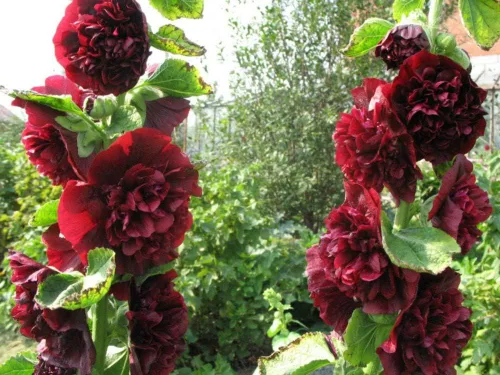 Vista 2 de Semillas Hollyhock Double Mix Anual Malva Flores para plantar