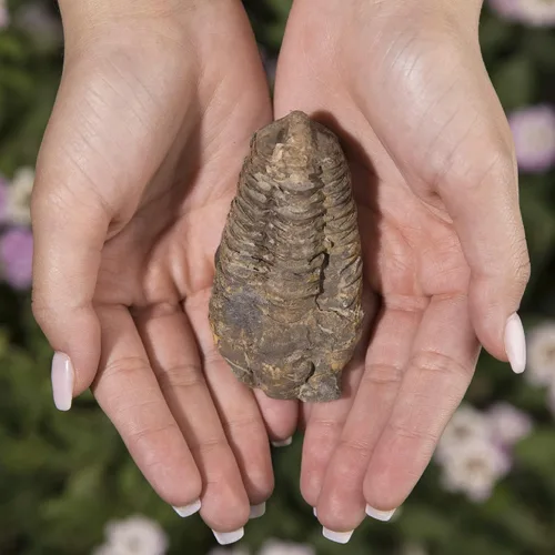Vista 2 de KALIFANO Auténtico fósil de trilobite grande de artrópodo Calymene de Marruecos - Trilobita marina/Calymene para colecciones de fósiles y fines