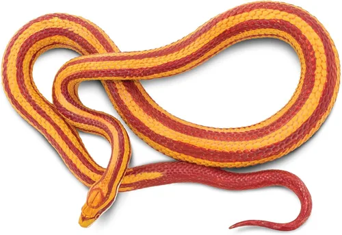 Vista 2 de Safari Ltd. Figura de serpiente de maíz, figura realista de modelo de 5.25 pulgadas, juguete educativo para niños, niñas y niños a partir de 3 años