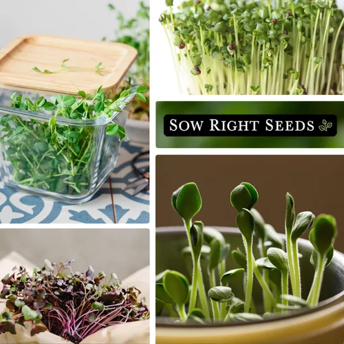Vista 3 de Sow Right Seeds - Gran colección de semillas de microgreens - 10 paquetes de jardín de interior con semillas de superalimentos para germinación