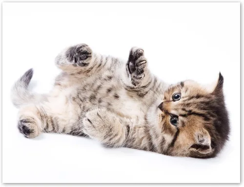 Vista 8 de Tarjetas divertidas de gatito, paquete de 12 tarjetas divertidas de notas de gato con sobres, 4 divertidos diseños de fotos, interior en blanco