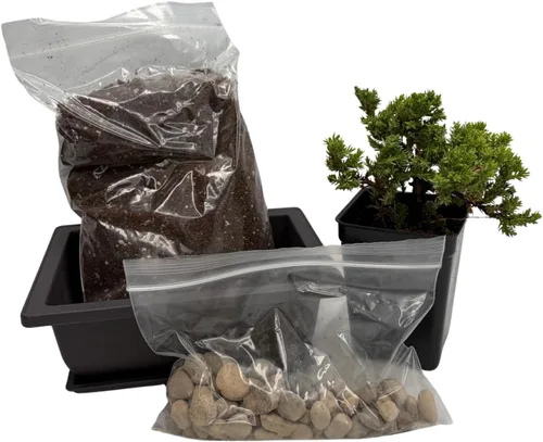 Vista 2 de My First Bonsai Tree Kit Plus Live Japanese Enebro Tree