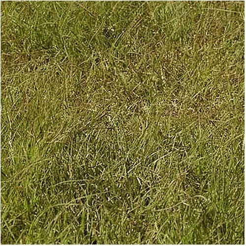 Vista 3 de Everwilde Farms - Semillas de hierba nativa de Buffalo Grass de 1 onza - Gold Vault