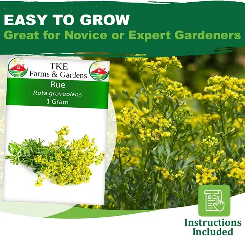 Vista 2 de TKE Farms & Gardens - Semillas de ruda para plantar, 1 gramo, 500 semillas autóctonas, sin transgénicos, instrucciones incluidas, Ruta graveolens