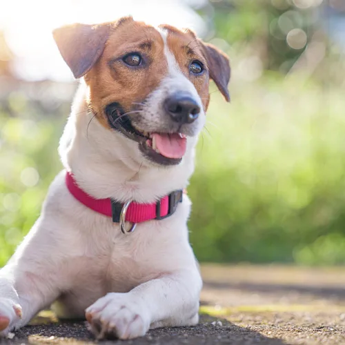 Vista 2 de Collar de perro básico rosa intenso con collar de nailon transpirable de liberación rápida para cachorros, perros pequeños, medianos y grandes Rosa