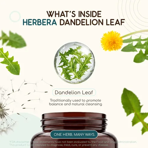 Vista 4 de HerbEra Hoja de diente de león 60 cápsulas, 500 mg, USDA Organic Diente de león (Taraxacum Officinale) Hoja seca (60 cápsulas)