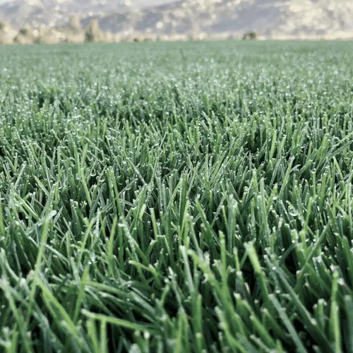 Vista 4 de Lawn Synergy North Star Kentucky Bluegrass y semilla de festuca alta, 10