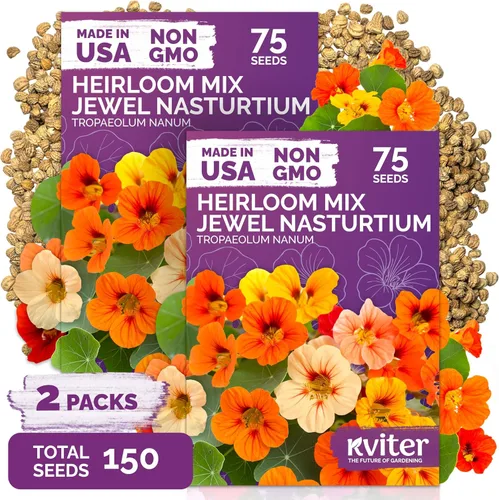 Vista 12 de KVITER 2000 semillas de encaje de la reina blanca Anne (Ammi Majus), paquete de 2 – Flor de obispo, reliquia, flor silvestre orgánica y sin OMG