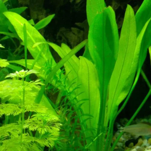 Vista 2 de Mainam 3 diferentes espada amazónica helecho Java Windelov tropical de agua dulce vivo acuario plantas decoraciones 3 días BUY2GET1FREE