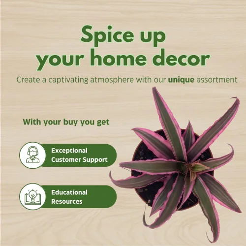 Vista 6 de BubbleBlooms Surtido de Cryptanthus bivittatus, juego de bromelia Earth Star, 3 suculentas diferentes